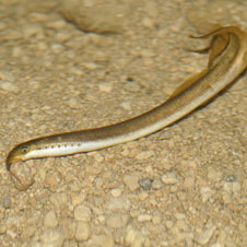 lamproie